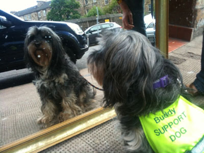 buddy reflection